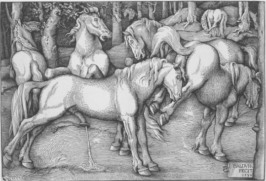 Stallion Attempting to Mate